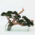 Künstlicher Kriechwacholder-Bonsai