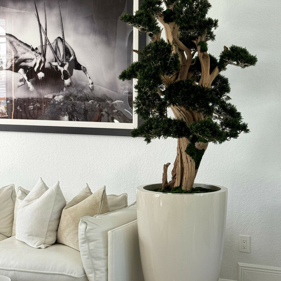 Großer Bonsai im Brannan-Topf