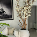 Weißer Magnolienbaum im 126 cm großen, glänzend weißen Kugeltopf